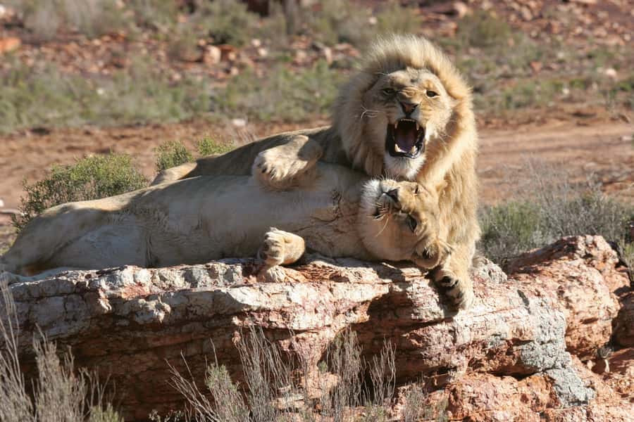Aquila Reserve: Private Day Tour with Shared Game Drive - Key points to know before booking