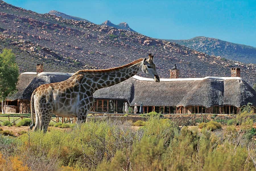 Aquila Reserve: Private Day Tour with Shared Game Drive - The long road from Cape Town to Touwsrivier