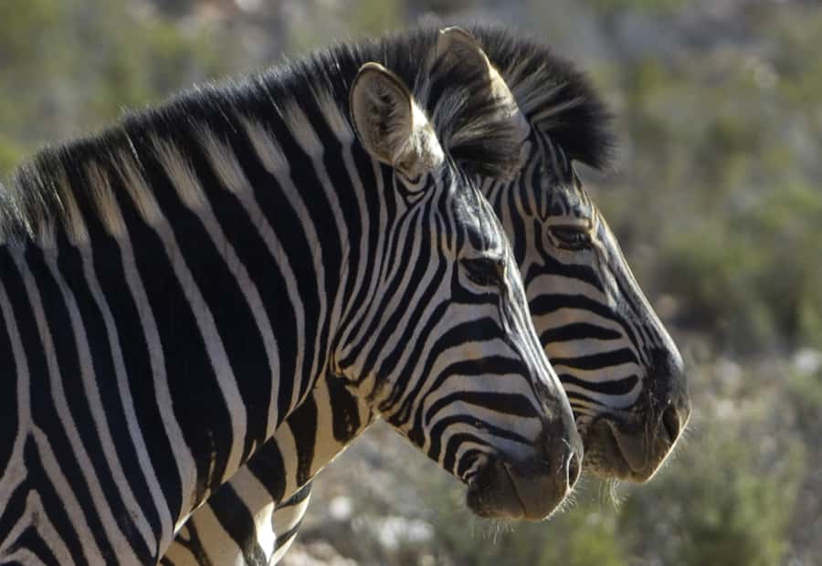Aquila Reserve: Private Day Tour with Shared Game Drive - Lunch, the pool, bar, and spa