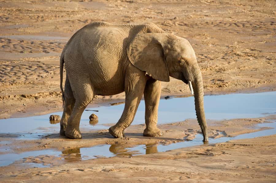 Aquila Reserve: Private Day Tour with Shared Game Drive - Who should book this Aquila day tour?