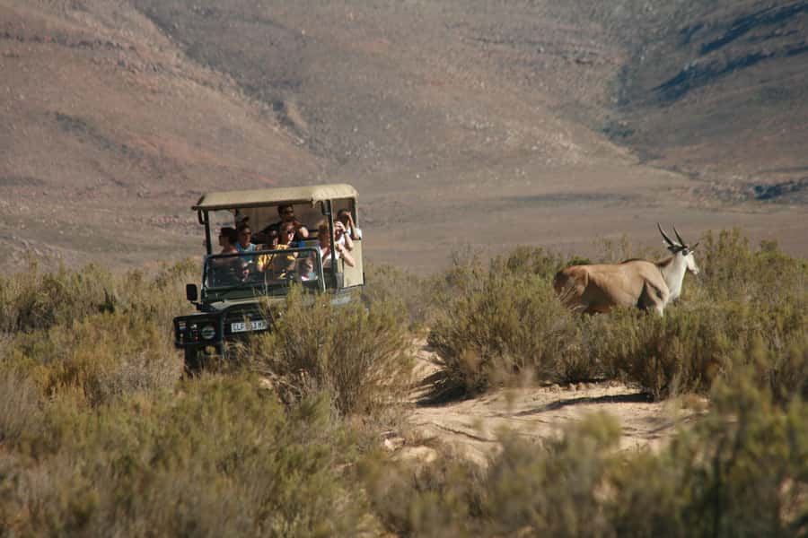 Aquila Reserve: Private Day Tour with Shared Game Drive - Welcome drink and buffet breakfast at Aquila