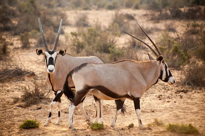 Aquila Reserve Safari with Lunch and Wine Tasting - Arriving at Aquila Private Game Reserve