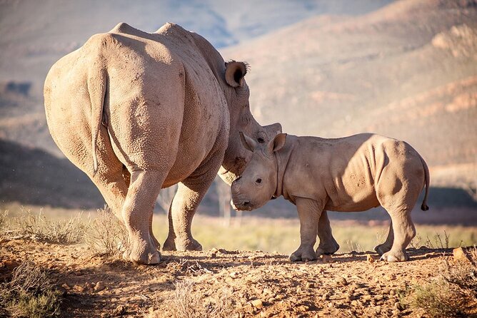 Aquila Reserve Safari with Lunch and Wine Tasting - The guide and small-group advantage