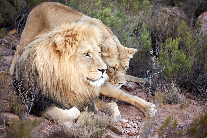 Aquila Reserve Safari with Lunch and Wine Tasting - Is the $57.24 price good value?
