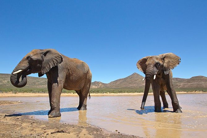 Aquila Safari Game Drive, Lunch & Shared Transfers from Cape Town - The Return Journey and Fairview Winery