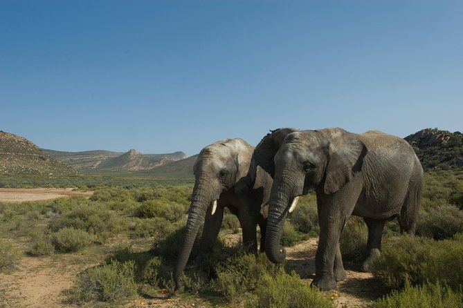 Aquila Safari Game Drive, Lunch & Shared Transfers from Cape Town - Group Size, Comfort, and Timing