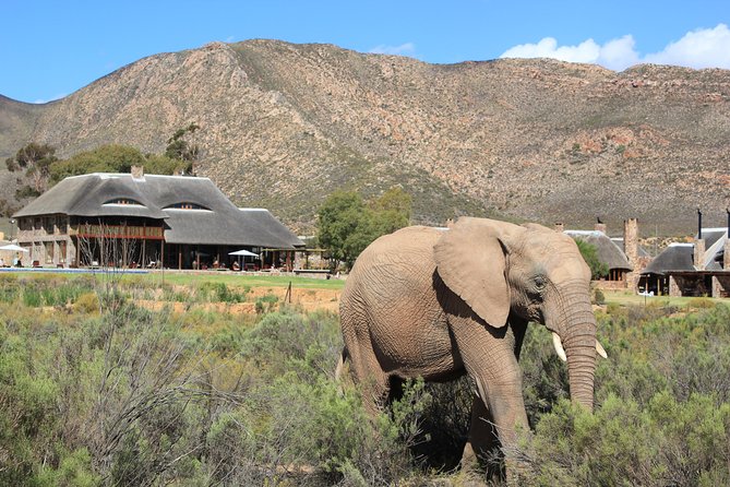 Aquila Safari Game Drive, Lunch & Shared Transfers from Cape Town - Who Should Book This Aquila Safari?