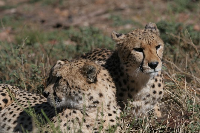 Aquila Safari Game Drive, Lunch & Shared Transfers from Cape Town - Buffet Lunch Before the 4x4 Drive