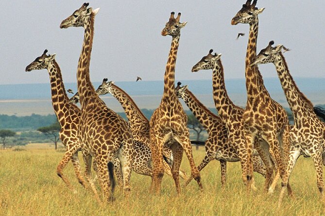 Aquila Safari Game Drive Lunch & Transfers from Cape Town - The three-hour safari drive