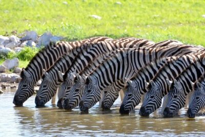 Aquila Safari Game Drive Lunch & Transfers from Cape Town
