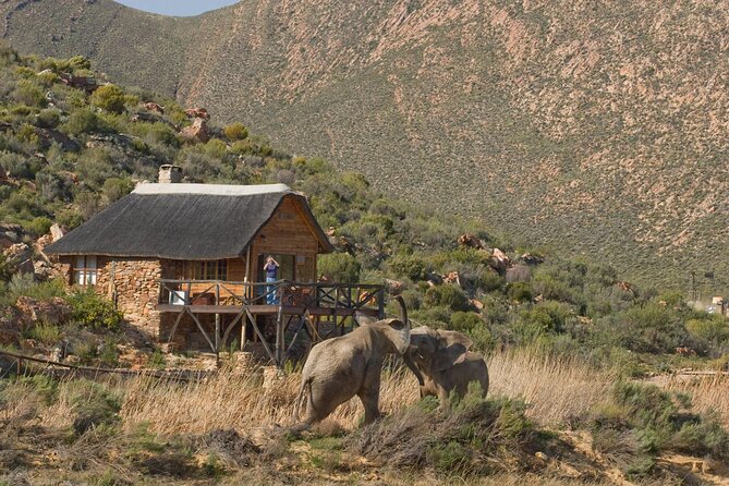 Aquila Safari Game Drive Lunch & Transfers from Cape Town - Who will enjoy this Cape Town safari most?