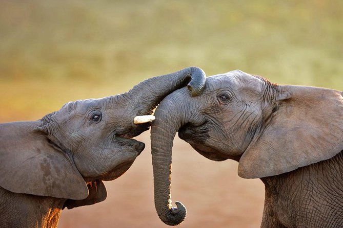 Aquila Safari Game Tour (Groups) - Key Things To Know Before You Book