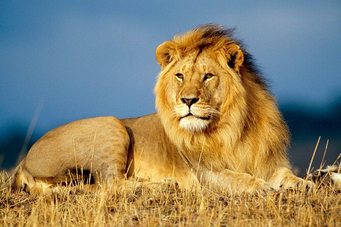 Aquila Safaris Park with Transportation and Lunch private tour - Price and What You Actually Receive