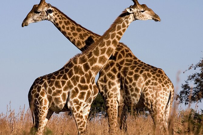 Aquila Safaris Park with Transportation and Lunch private tour - Leon and The Human Side of The Tour
