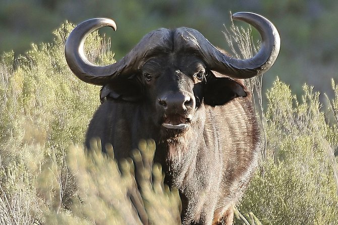 Aquilla BIG5 private Safari Cape Town - Why Aquila works for a short Cape Town trip
