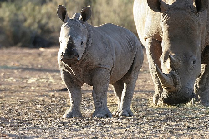 Aquilla BIG5 private Safari Cape Town - The 4x4 safari drive