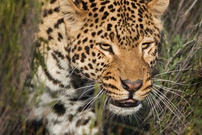 Aquilla BIG5 private Safari Cape Town - Is $231.26 per person fair?