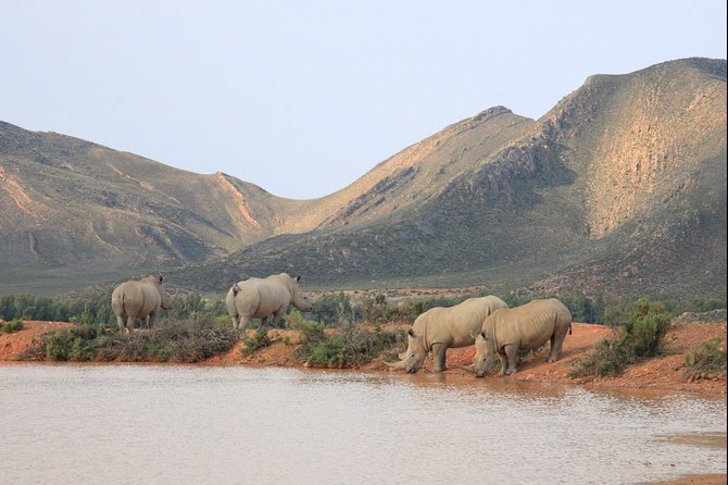 Aquilla BIG5 private Safari Cape Town - Who should book this safari?