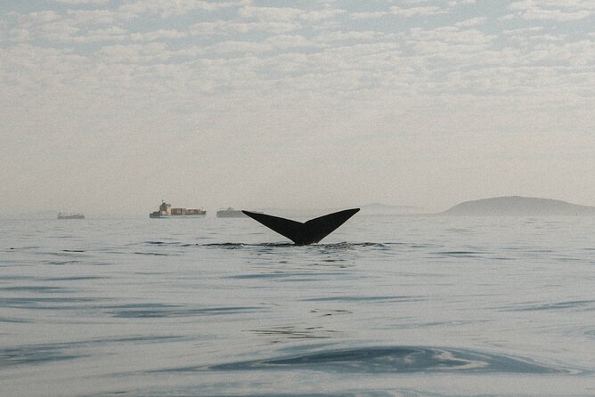 Atlantic Outlook Kayak Tour Cape Town - Who will enjoy this outing most?