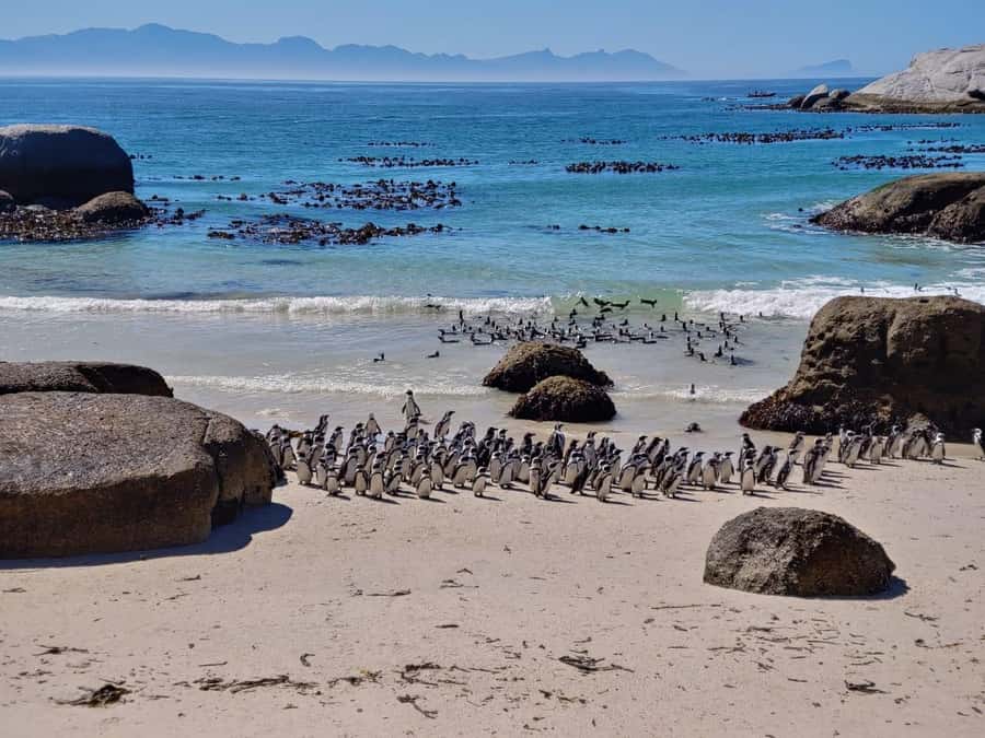 Beach Day at Boulder's Beach & Penguin watching, Half Day - Why this half-day route works