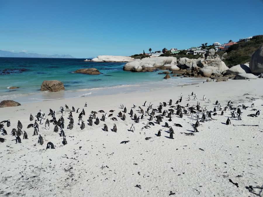Beach Day at Boulder's Beach & Penguin watching, Half Day - Chapman’s Peak Drive in 20 minutes
