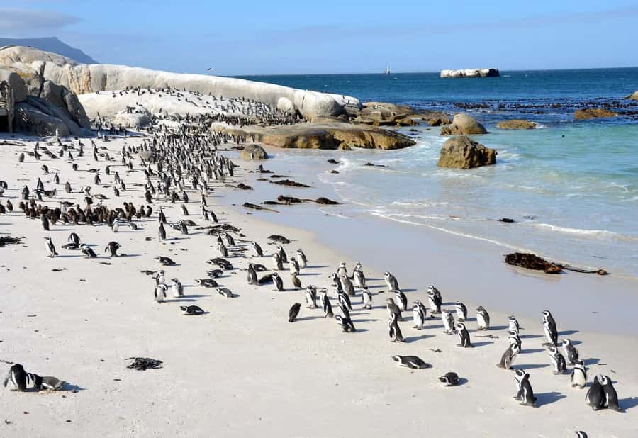 Beach Day at Boulder's Beach & Penguin watching, Half Day - Who should book this experience?