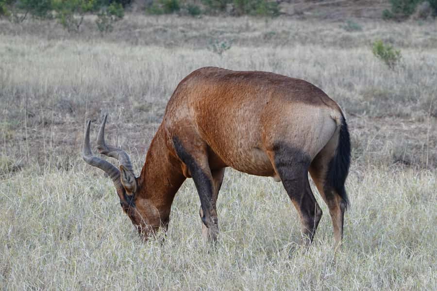 Best Addo Elephant park safari! - Why this Addo safari works well from Jeffreys Bay