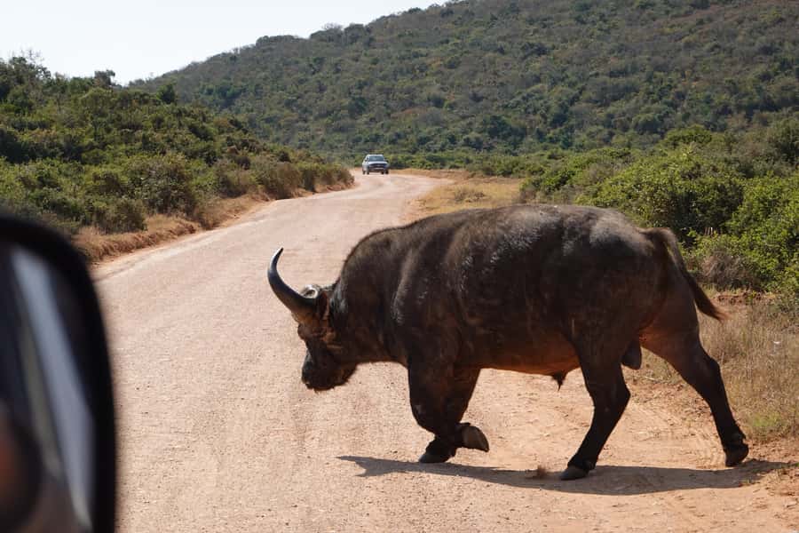 Best Addo Elephant park safari! - Arriving at Addo and getting your bearings