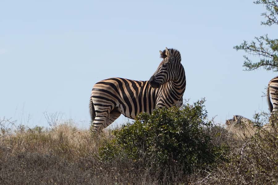 Best Addo Elephant park safari! - Lunch at Jacks picnic site breaks up the safari