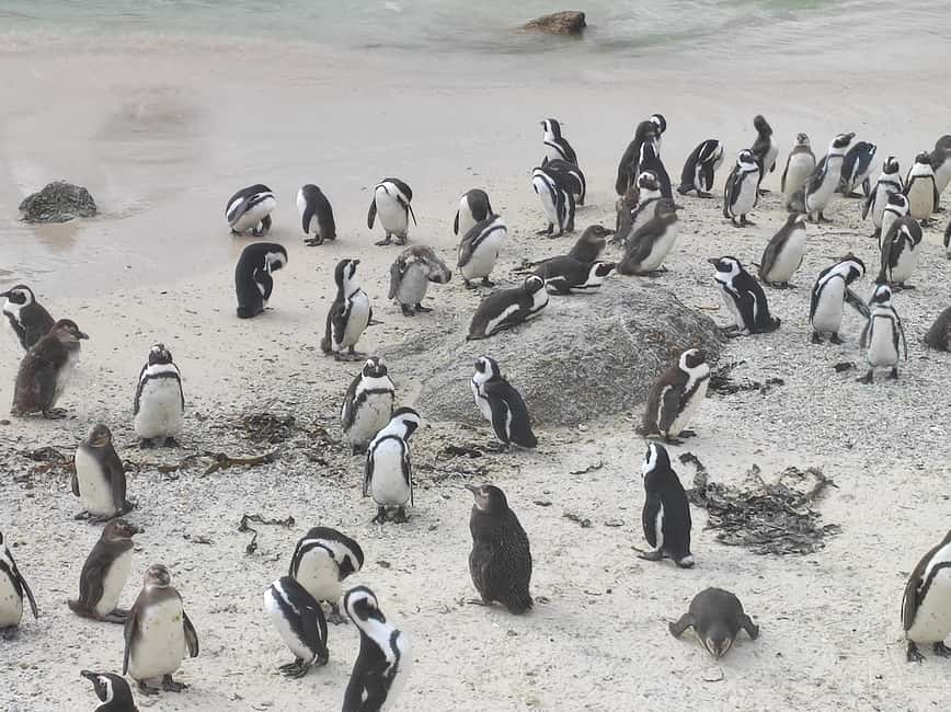 Best of Cape Private Tour Cape Point+Penguins+Table Mountain - One day, five Cape Town classics