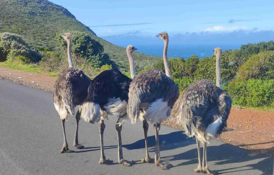 Best of Cape Private Tour Cape Point+Penguins+Table Mountain - What the $160 price really covers