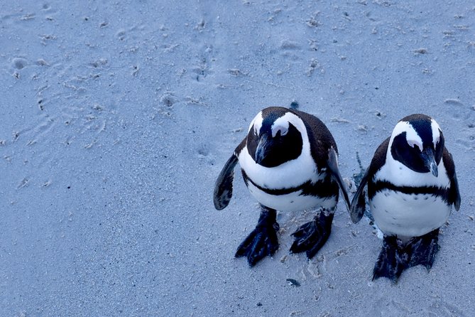 Best of Cape Town Cape Point and Wineries Combined Private Tour - Boulders Beach and the African penguin colony