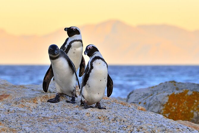 Best of Cape Town Full-Day Private Tour with Table Mountain - Table Mountain: the day’s biggest weather gamble