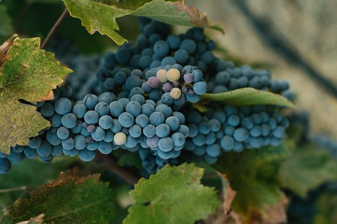 Best of Cape Town Wines - Cape Winelands Tour - Small touches that improve the day