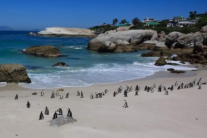 Best Of The Cape 8 Hour Private Tour - Why this private Cape Town day is appealing