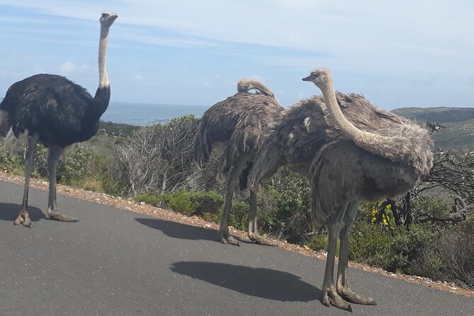 Best Of The Cape 8 Hour Private Tour - Chapman’s Peak: a strong opening above the Atlantic
