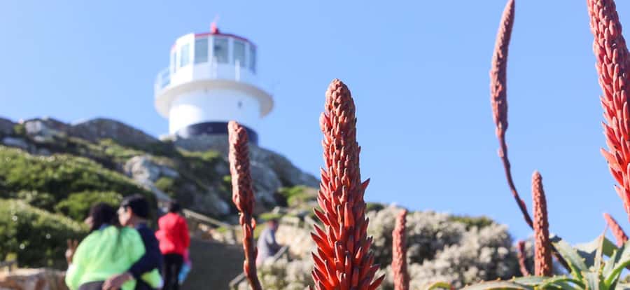 Best of the Cape Full Day - Chapman’s Peak puts the road on display