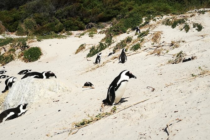 Best of the Cape Full Day Private Tour - Boulders Beach brings you close to African penguins