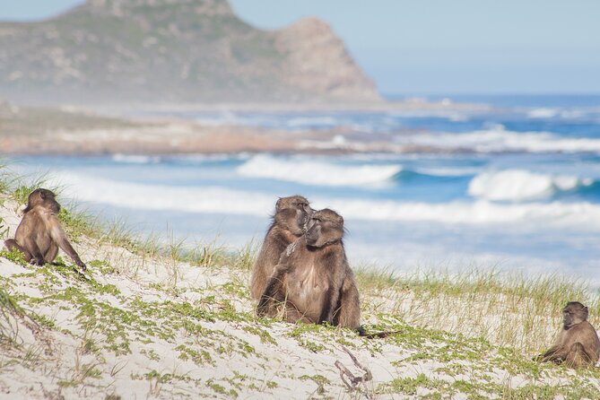 Best of The Cape Full Day Private Tour with Table Mountain - Cape Point lighthouse and lunch choices