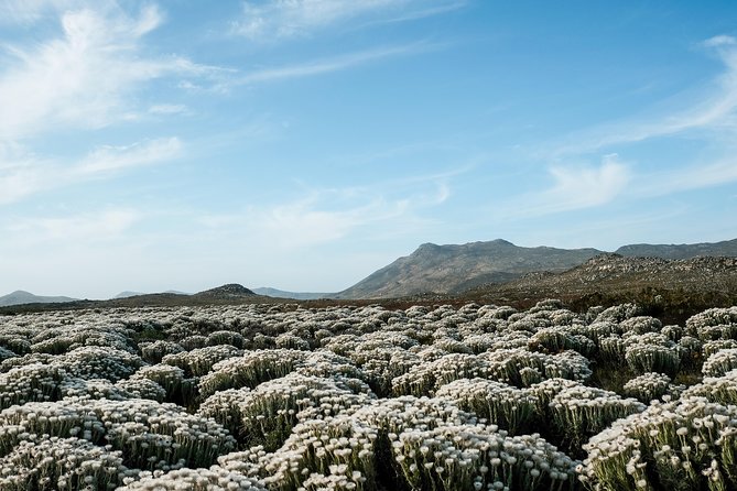 Best of the Cape Peninsula Private Tour - Cape Point brings lighthouses, views, and walking choices