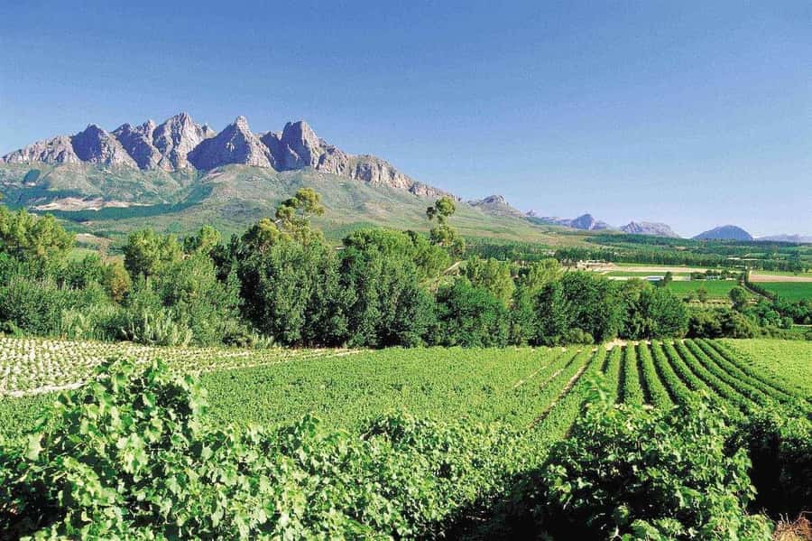 Best of the Cape Peninsula & Wine Route with Wine Tasting - Five useful things to know before you book