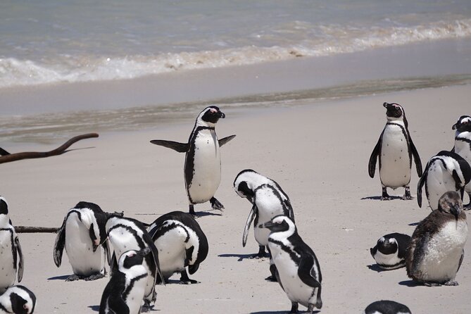 Best of the Cape Private full day tour - Why the private format matters on a packed Cape day