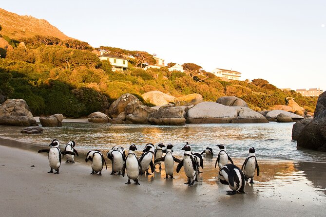 Best of the Cape Private full day tour - Maiden’s Cove and the Atlantic coast
