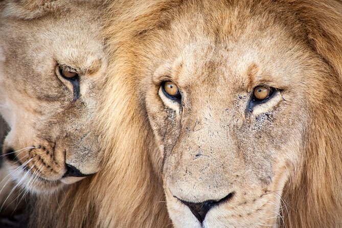 Big 5 Aquila Safari Full Day Tour and Lunch - Key things to know before booking