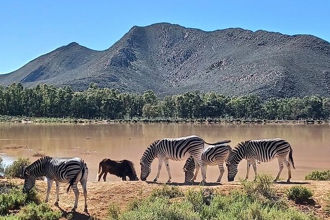 Big 5 Aquila Safari Full Day Tour and Lunch - The reserve setting is convenient, but not fully wild
