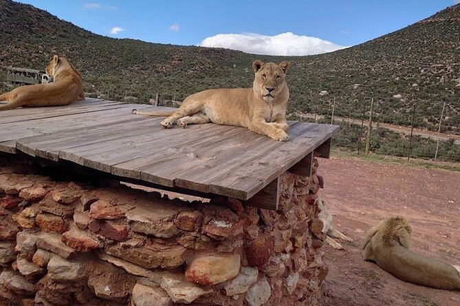 Big 5 Aquila Safari Full Day Tour and Lunch - What the $167.46 price really buys you