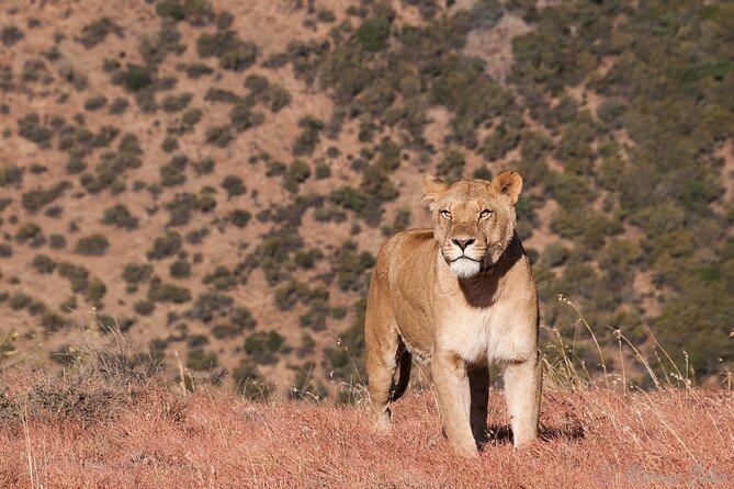 Big 5 Aquila Safari Full Day Tour and Lunch - Who will enjoy this day most