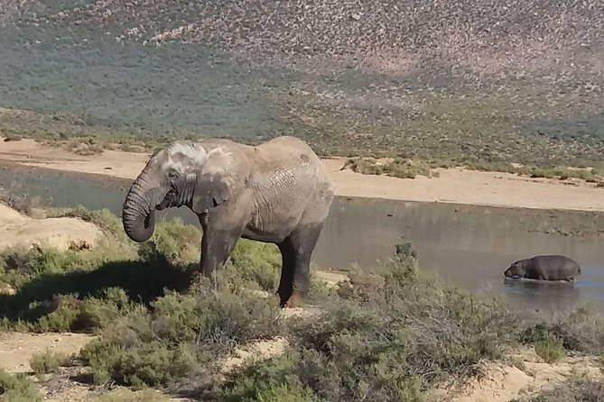 Big 5 Full Day Safari Aquila Lunch plus Breakfast From Cape Town - Key points to know before booking