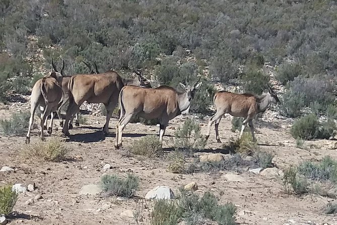 Big 5 Full Day Safari Aquila Lunch plus Breakfast From Cape Town - The role of the guide and driver