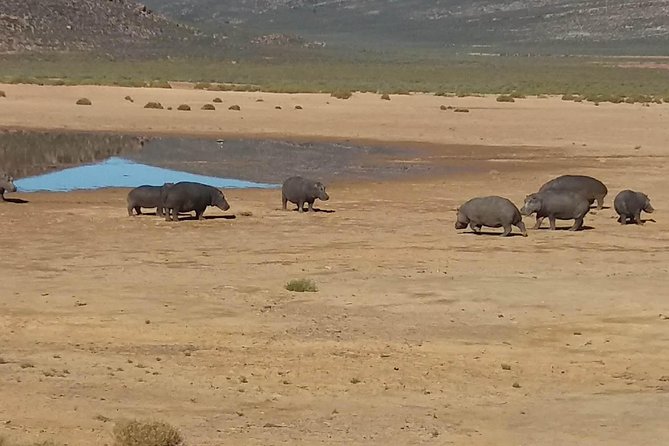 Big 5 Full Day Safari Aquila Lunch plus Breakfast From Cape Town - Is $256.29 good value?